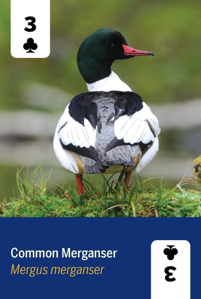 Birds of North America Deck - 52 Playing Cards