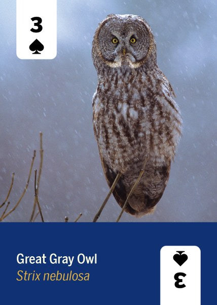 Birds of North America Deck - 52 Playing Cards