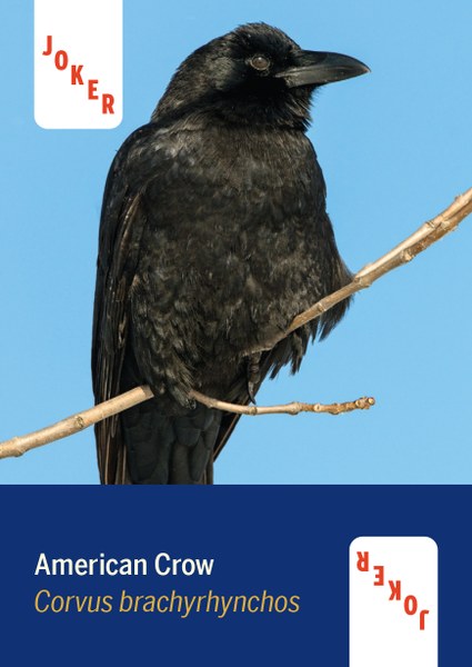 Birds of North America Deck - 52 Playing Cards