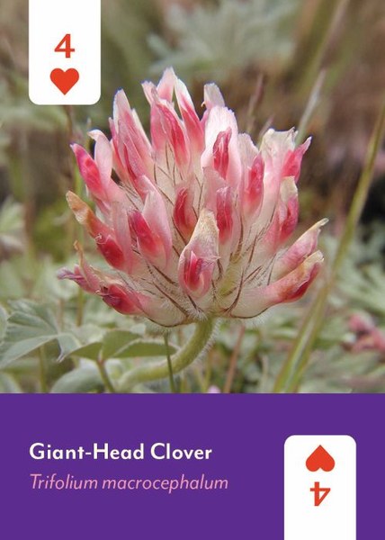 Pacific Northwest Wildflowers Deck - 52 Playing Cards