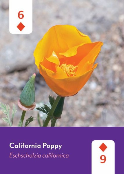 Pacific Northwest Wildflowers Deck - 52 Playing Cards