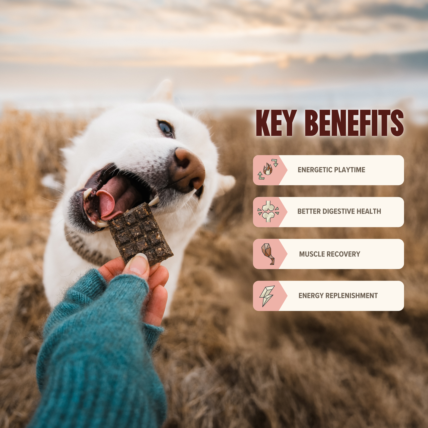 Beef Mini Training Treats for Dogs - Low-Calorie & Tasty